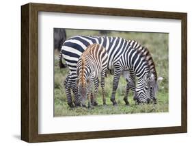 Africa, Tanzania. Two zebra graze with its brownish foal.-Ellen Goff-Framed Photographic Print