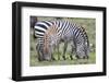 Africa, Tanzania. Two zebra graze with its brownish foal.-Ellen Goff-Framed Photographic Print