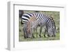 Africa, Tanzania. Two zebra graze with its brownish foal.-Ellen Goff-Framed Photographic Print