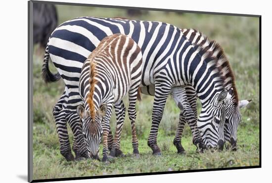 Africa, Tanzania. Two zebra graze with its brownish foal.-Ellen Goff-Mounted Photographic Print