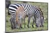 Africa, Tanzania. Two zebra graze with its brownish foal.-Ellen Goff-Mounted Photographic Print