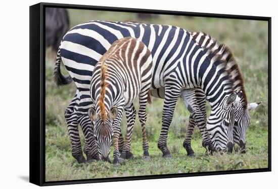 Africa, Tanzania. Two zebra graze with its brownish foal.-Ellen Goff-Framed Stretched Canvas