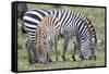 Africa, Tanzania. Two zebra graze with its brownish foal.-Ellen Goff-Framed Stretched Canvas