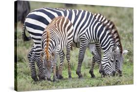 Africa, Tanzania. Two zebra graze with its brownish foal.-Ellen Goff-Stretched Canvas
