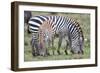 Africa, Tanzania. Two zebra graze with its brownish foal.-Ellen Goff-Framed Photographic Print