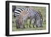 Africa, Tanzania. Two zebra graze with its brownish foal.-Ellen Goff-Framed Photographic Print