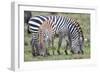 Africa, Tanzania. Two zebra graze with its brownish foal.-Ellen Goff-Framed Photographic Print