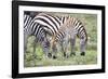 Africa, Tanzania. Two zebra graze with its brownish foal.-Ellen Goff-Framed Photographic Print