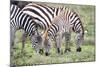 Africa, Tanzania. Two zebra graze with its brownish foal.-Ellen Goff-Mounted Photographic Print