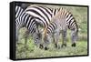 Africa, Tanzania. Two zebra graze with its brownish foal.-Ellen Goff-Framed Stretched Canvas