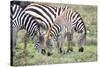 Africa, Tanzania. Two zebra graze with its brownish foal.-Ellen Goff-Stretched Canvas