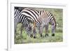 Africa, Tanzania. Two zebra graze with its brownish foal.-Ellen Goff-Framed Photographic Print