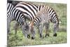 Africa, Tanzania. Two zebra graze with its brownish foal.-Ellen Goff-Mounted Photographic Print