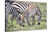 Africa, Tanzania. Two zebra graze with its brownish foal.-Ellen Goff-Stretched Canvas