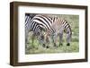 Africa, Tanzania. Two zebra graze with its brownish foal.-Ellen Goff-Framed Photographic Print