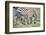 Africa, Tanzania. Two zebra graze with its brownish foal.-Ellen Goff-Framed Photographic Print