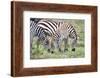 Africa, Tanzania. Two zebra graze with its brownish foal.-Ellen Goff-Framed Photographic Print