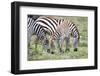 Africa, Tanzania. Two zebra graze with its brownish foal.-Ellen Goff-Framed Photographic Print
