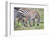 Africa, Tanzania. Two zebra graze with its brownish foal.-Ellen Goff-Framed Photographic Print