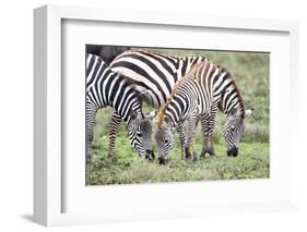 Africa, Tanzania. Two zebra graze with its brownish foal.-Ellen Goff-Framed Photographic Print