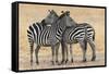 Africa, Tanzania. Two zebra stand together close to a third one.-Ellen Goff-Framed Stretched Canvas