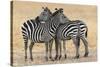 Africa, Tanzania. Two zebra stand together close to a third one.-Ellen Goff-Stretched Canvas