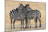 Africa, Tanzania. Two zebra stand together close to a third one.-Ellen Goff-Mounted Photographic Print