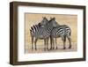 Africa, Tanzania. Two zebra stand together close to a third one.-Ellen Goff-Framed Photographic Print
