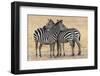 Africa, Tanzania. Two zebra stand together close to a third one.-Ellen Goff-Framed Photographic Print