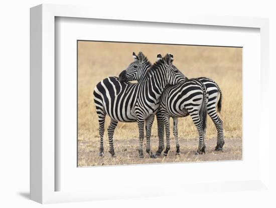 Africa, Tanzania. Two zebra stand together close to a third one.-Ellen Goff-Framed Photographic Print
