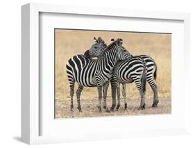 Africa, Tanzania. Two zebra stand together close to a third one.-Ellen Goff-Framed Photographic Print