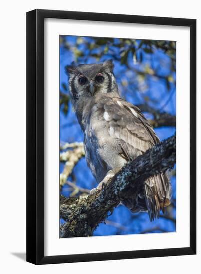 Africa. Tanzania. Verreaux's eagle-owl in Serengeti National Park.-Ralph H. Bendjebar-Framed Premium Photographic Print