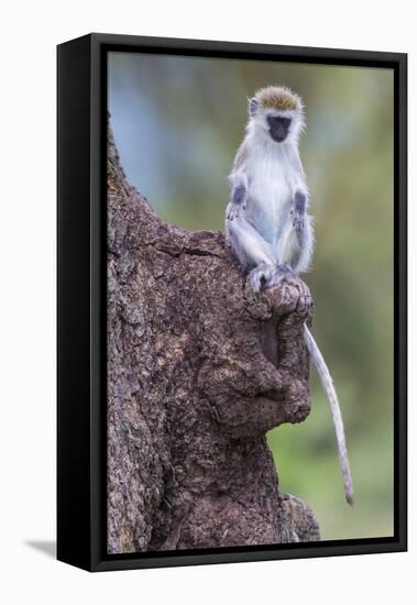 Africa. Tanzania. Vervet monkey juvenile at Ngorongoro Crater.-Ralph H. Bendjebar-Framed Stretched Canvas