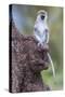 Africa. Tanzania. Vervet monkey juvenile at Ngorongoro Crater.-Ralph H. Bendjebar-Stretched Canvas