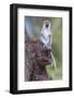 Africa. Tanzania. Vervet monkey juvenile at Ngorongoro Crater.-Ralph H. Bendjebar-Framed Photographic Print