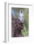 Africa. Tanzania. Vervet monkey juvenile at Ngorongoro Crater.-Ralph H. Bendjebar-Framed Photographic Print