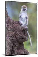 Africa. Tanzania. Vervet monkey juvenile at Ngorongoro Crater.-Ralph H. Bendjebar-Mounted Photographic Print