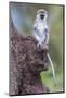 Africa. Tanzania. Vervet monkey juvenile at Ngorongoro Crater.-Ralph H. Bendjebar-Mounted Photographic Print