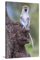 Africa. Tanzania. Vervet monkey juvenile at Ngorongoro Crater.-Ralph H. Bendjebar-Stretched Canvas