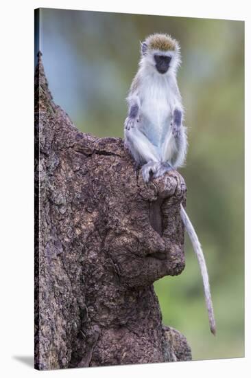 Africa. Tanzania. Vervet monkey juvenile at Ngorongoro Crater.-Ralph H. Bendjebar-Stretched Canvas