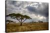 Africa. Tanzania. Views of the savanna, Serengeti National Park.-Ralph H. Bendjebar-Stretched Canvas