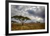 Africa. Tanzania. Views of the savanna, Serengeti National Park.-Ralph H. Bendjebar-Framed Photographic Print