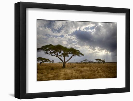 Africa. Tanzania. Views of the savanna, Serengeti National Park.-Ralph H. Bendjebar-Framed Photographic Print