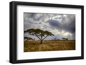 Africa. Tanzania. Views of the savanna, Serengeti National Park.-Ralph H. Bendjebar-Framed Photographic Print