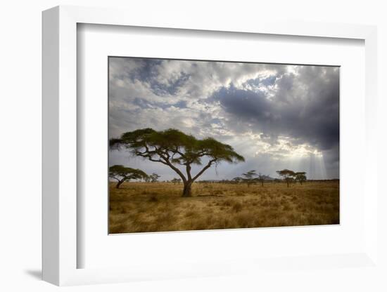 Africa. Tanzania. Views of the savanna, Serengeti National Park.-Ralph H. Bendjebar-Framed Photographic Print