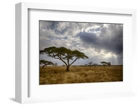 Africa. Tanzania. Views of the savanna, Serengeti National Park.-Ralph H. Bendjebar-Framed Photographic Print