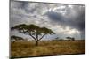 Africa. Tanzania. Views of the savanna, Serengeti National Park.-Ralph H. Bendjebar-Mounted Photographic Print
