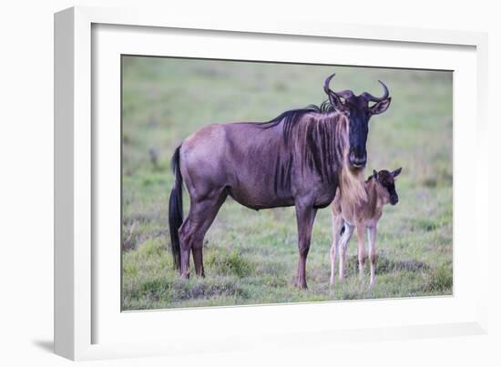 Africa. Tanzania. Wildebeest birthing during the Migration, Serengeti National Park.-Ralph H. Bendjebar-Framed Photographic Print