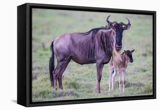 Africa. Tanzania. Wildebeest birthing during the Migration, Serengeti National Park.-Ralph H. Bendjebar-Framed Stretched Canvas