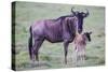 Africa. Tanzania. Wildebeest birthing during the Migration, Serengeti National Park.-Ralph H. Bendjebar-Stretched Canvas